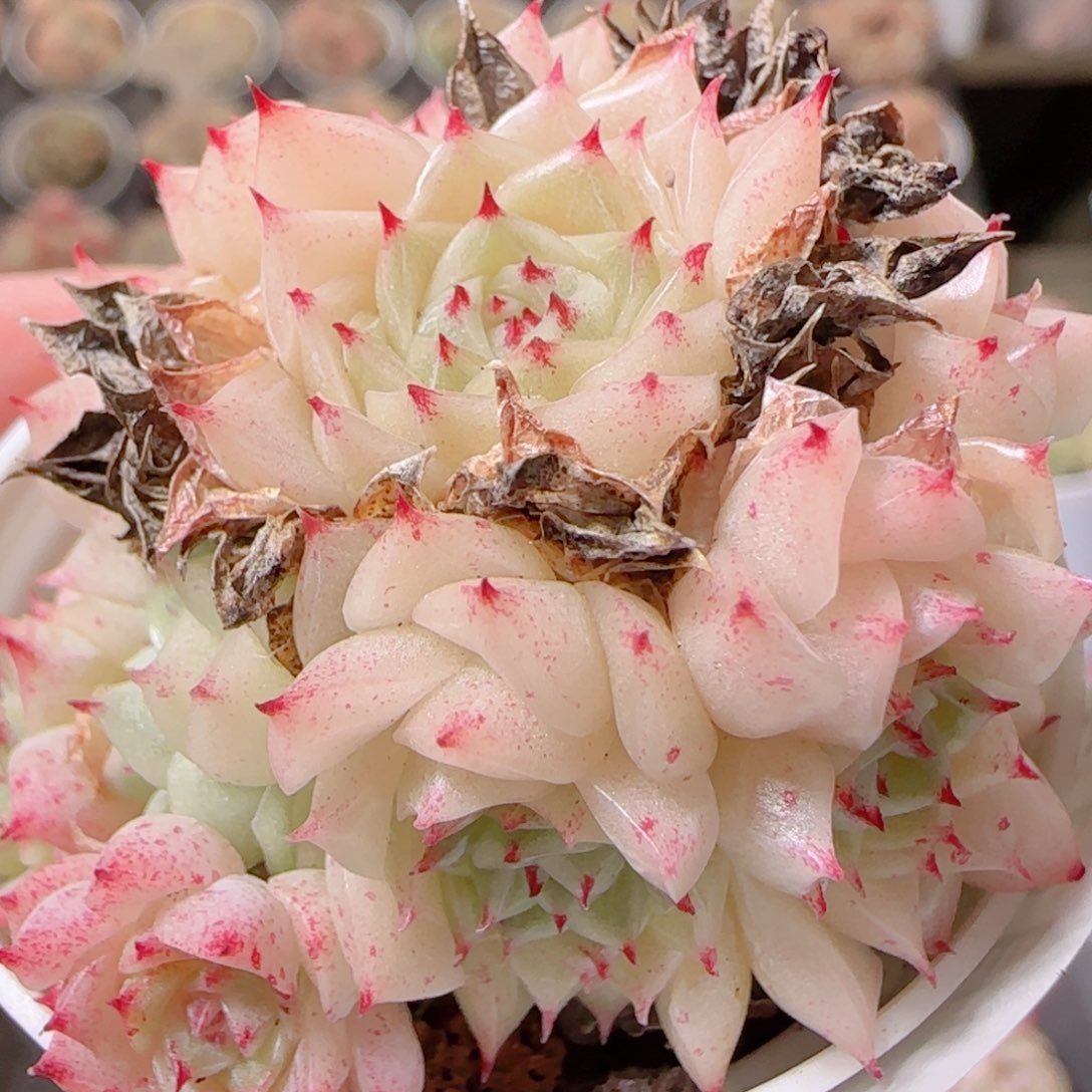 花语多肉1211-138粉魔仙散