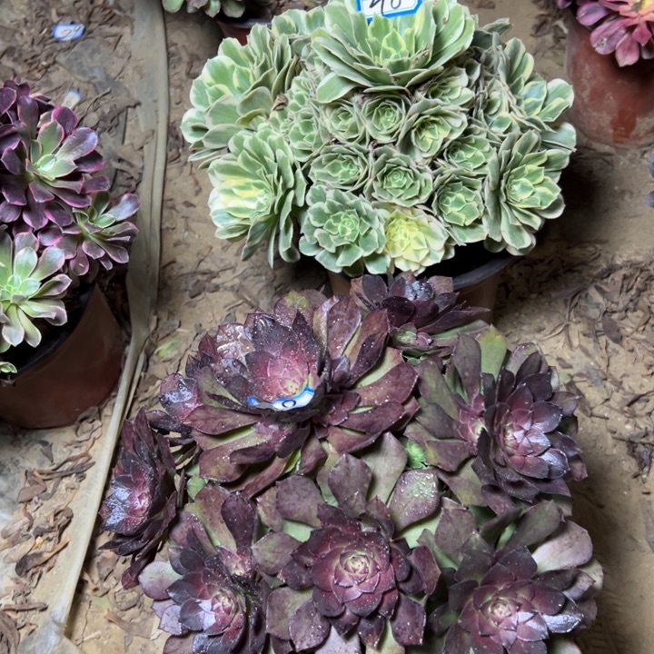 多肉植物两个法师48