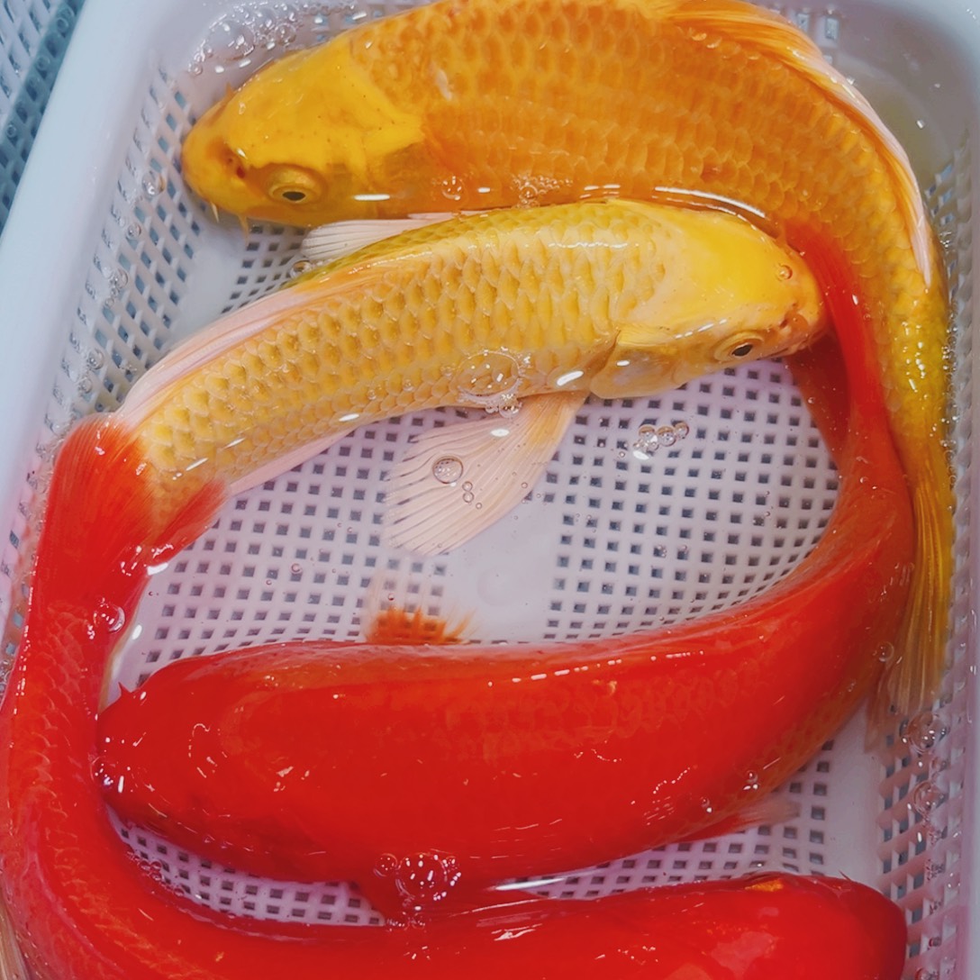 锦鲤锦鲤冷水观赏鱼