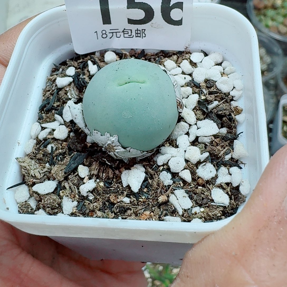 156多肉植物多肉植物