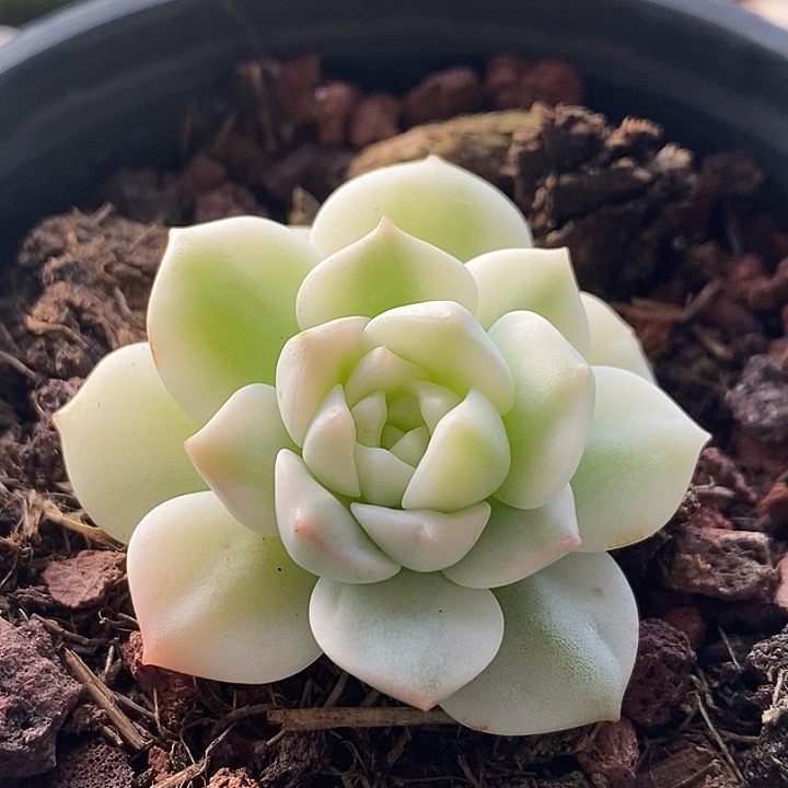 醉心白腹轮锦多肉植物