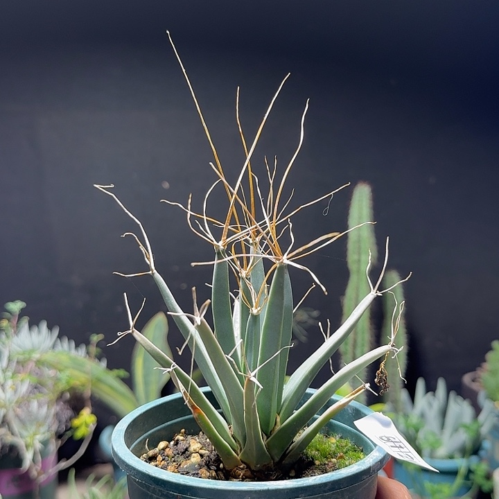 612光山实生脱土发货