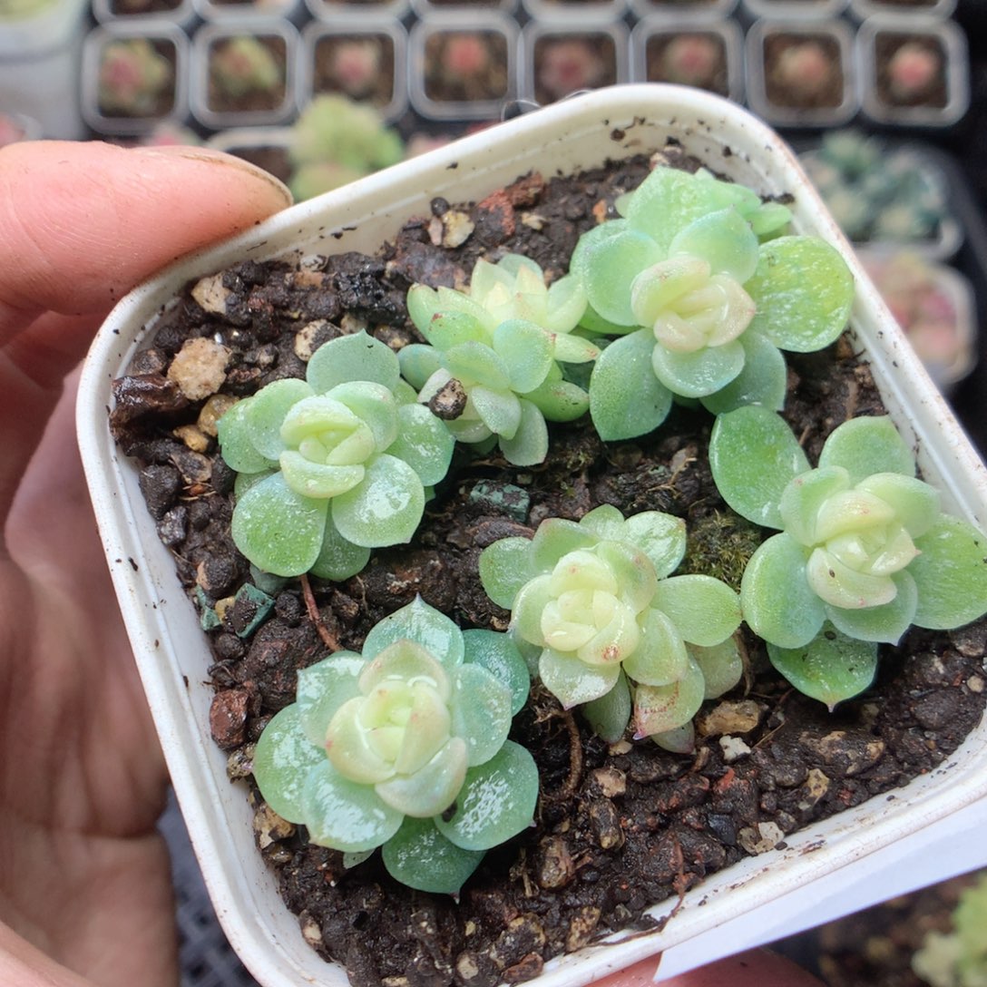 无花朵Q102 财富yyyyyyy