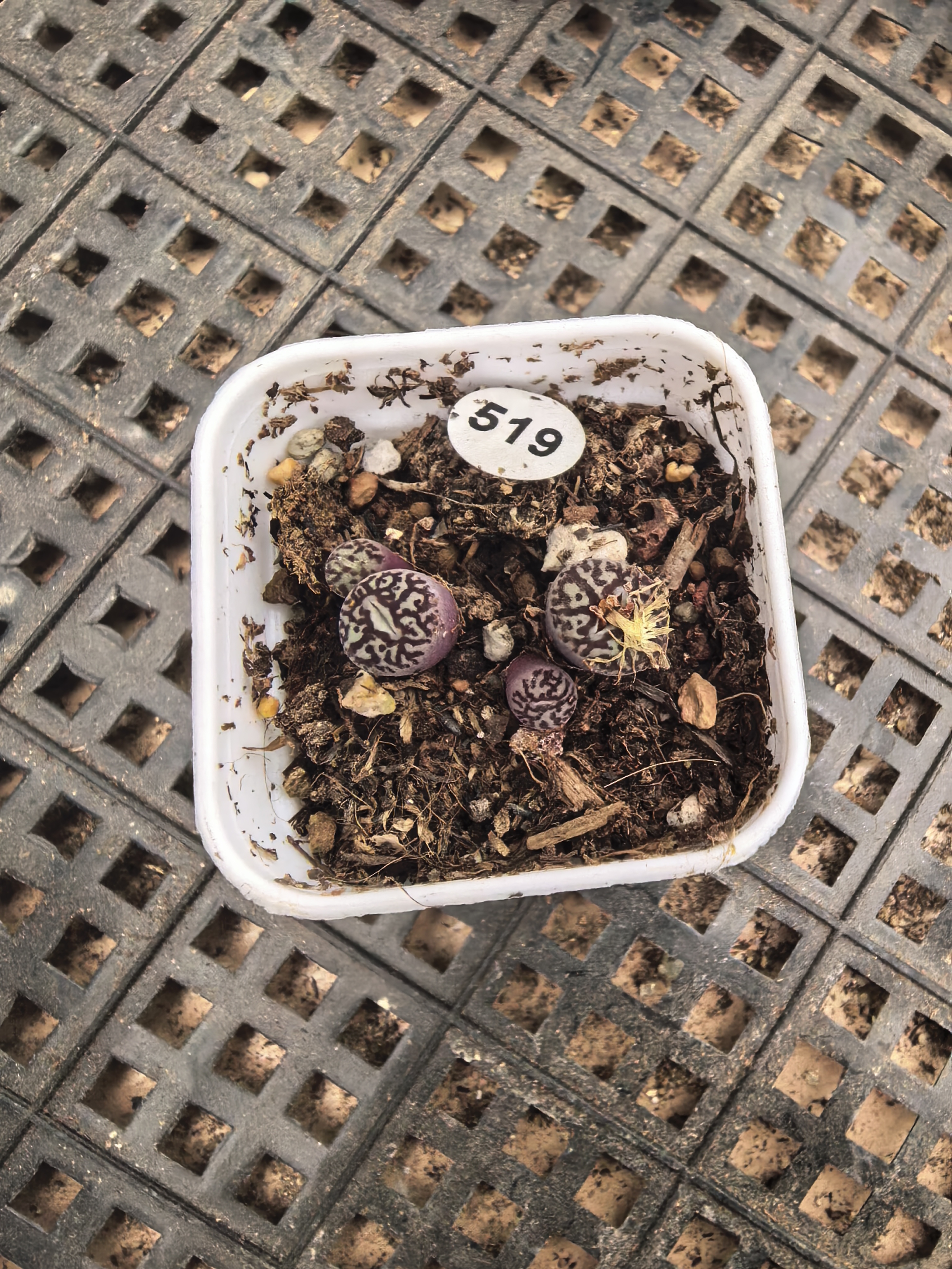 墨小锥4头多肉植物