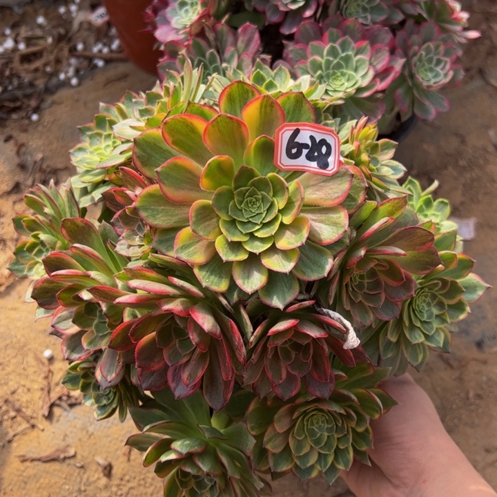 万黄锦多肉植物6-28