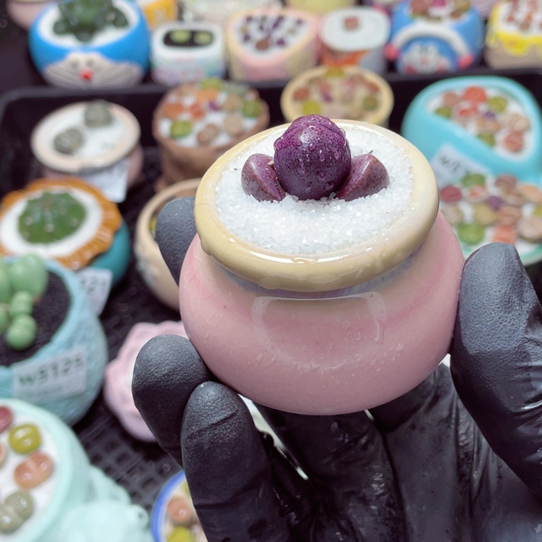 w5133--带盆土发货，零下地区拍保温箱