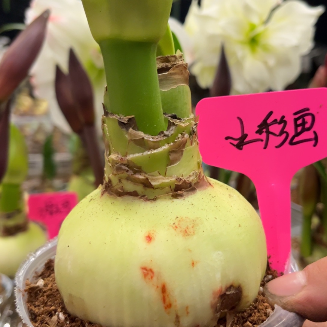 厚***物水彩画朱顶红带盆发货