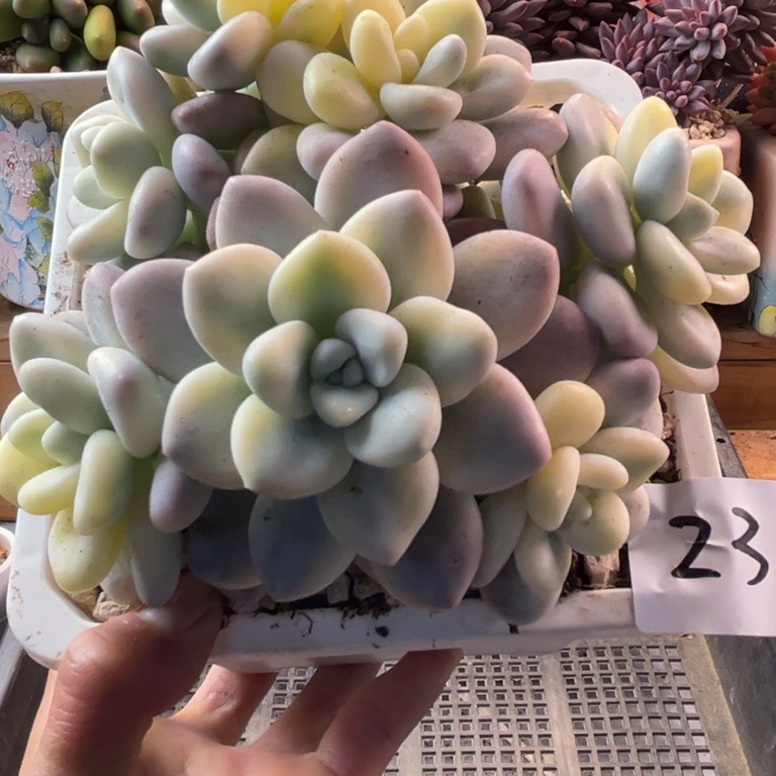 11.30-23洛神锦洛神锦