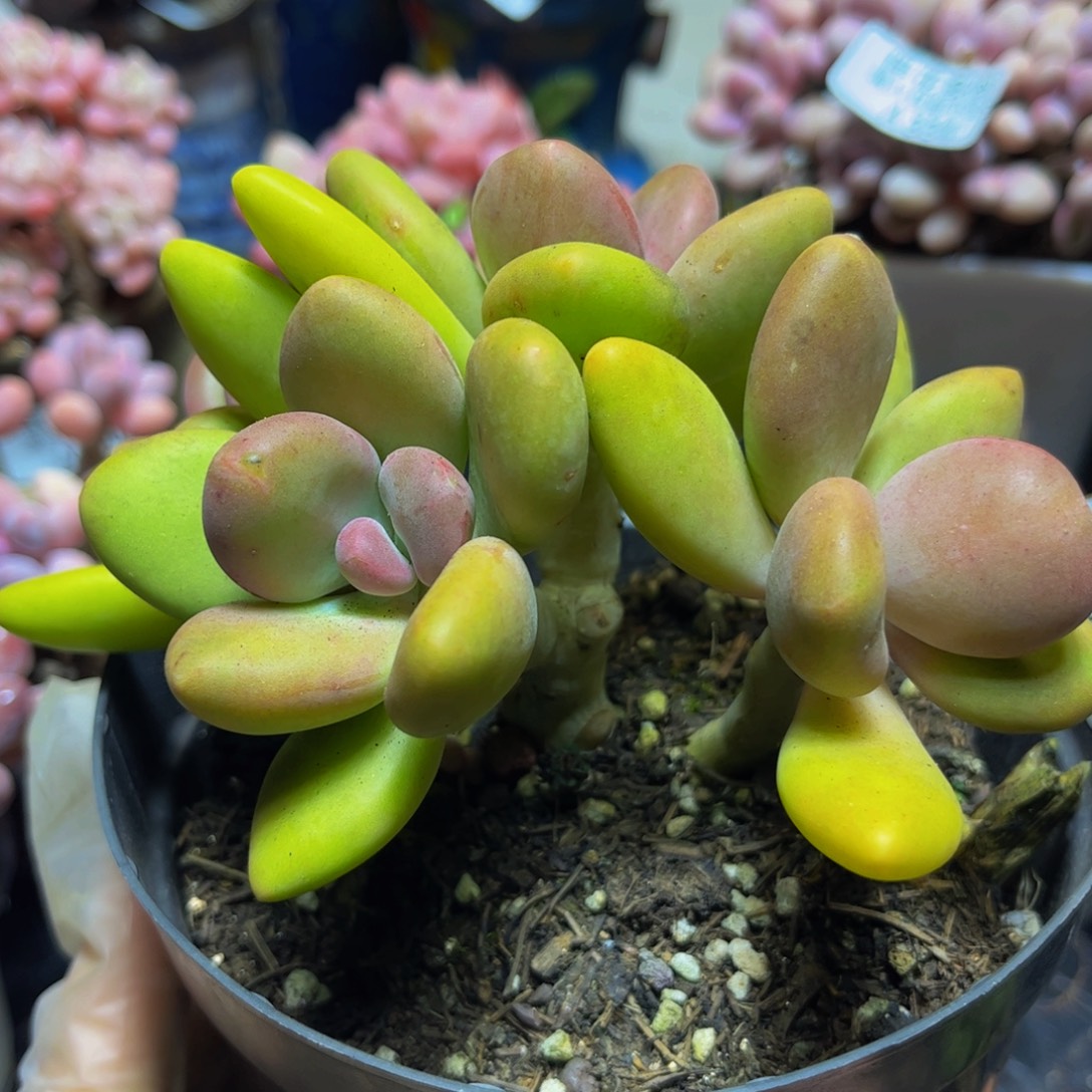 296芒果奶13厘米多肉