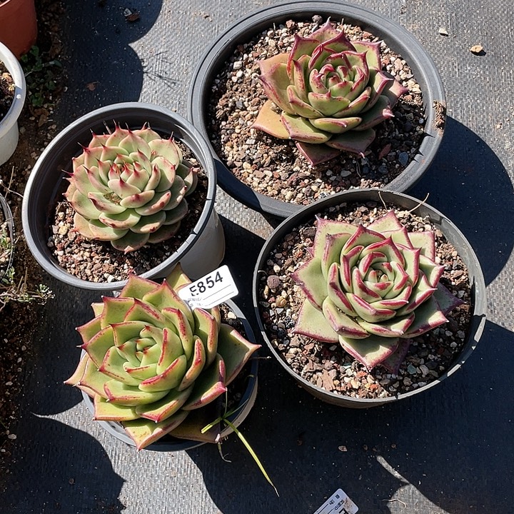 无花朵若如东云单拍E854