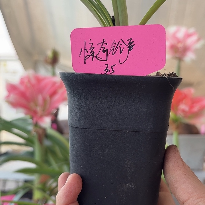 无花朵惊奇铃声朱顶红直径3.5