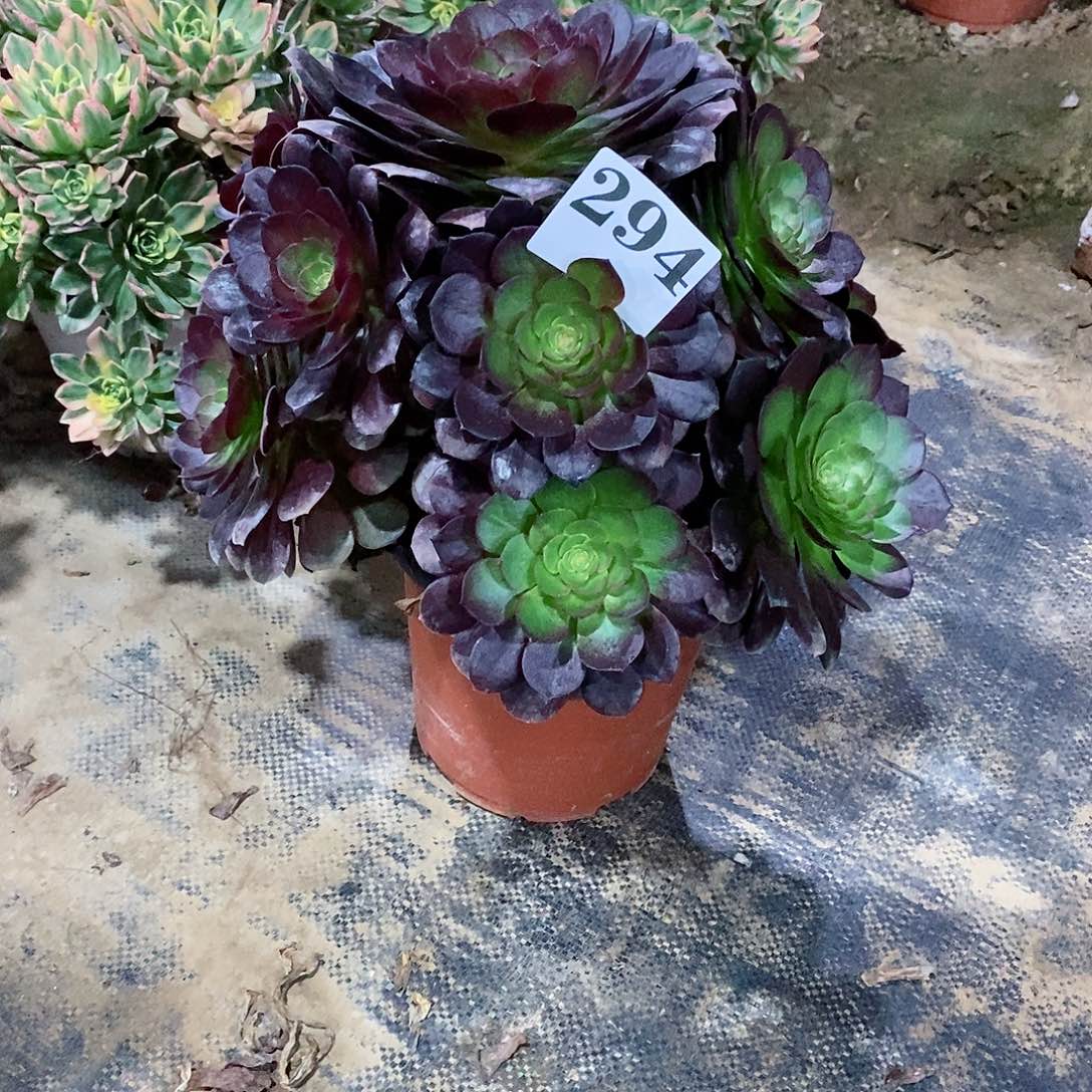 旺**哥赤焰莲294多肉法师植物