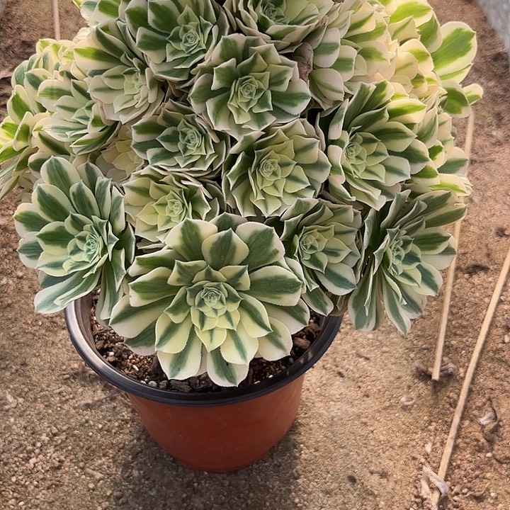 多肉植物迈巴赫锦…………