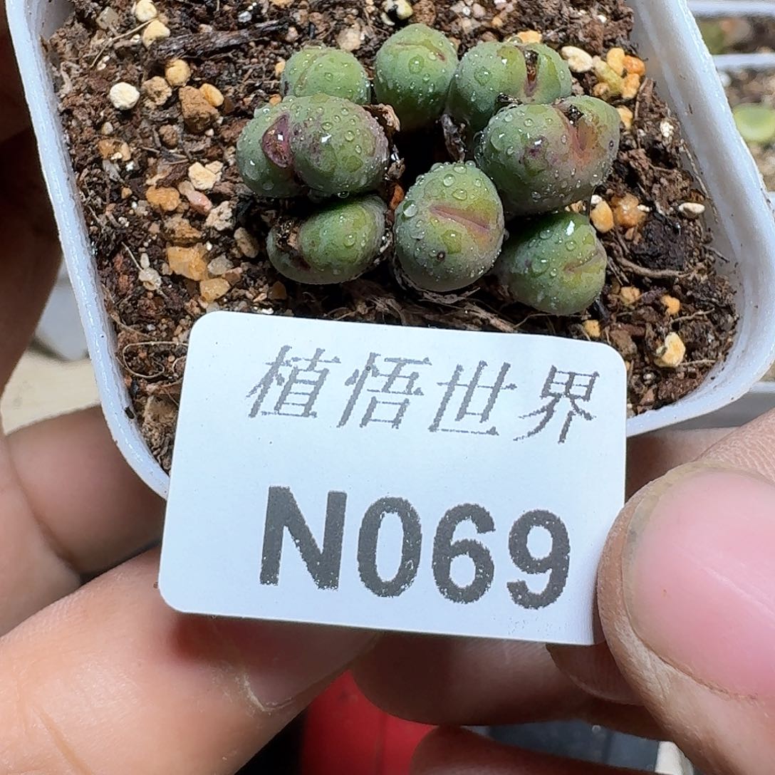 069号多肉植物哇f f
