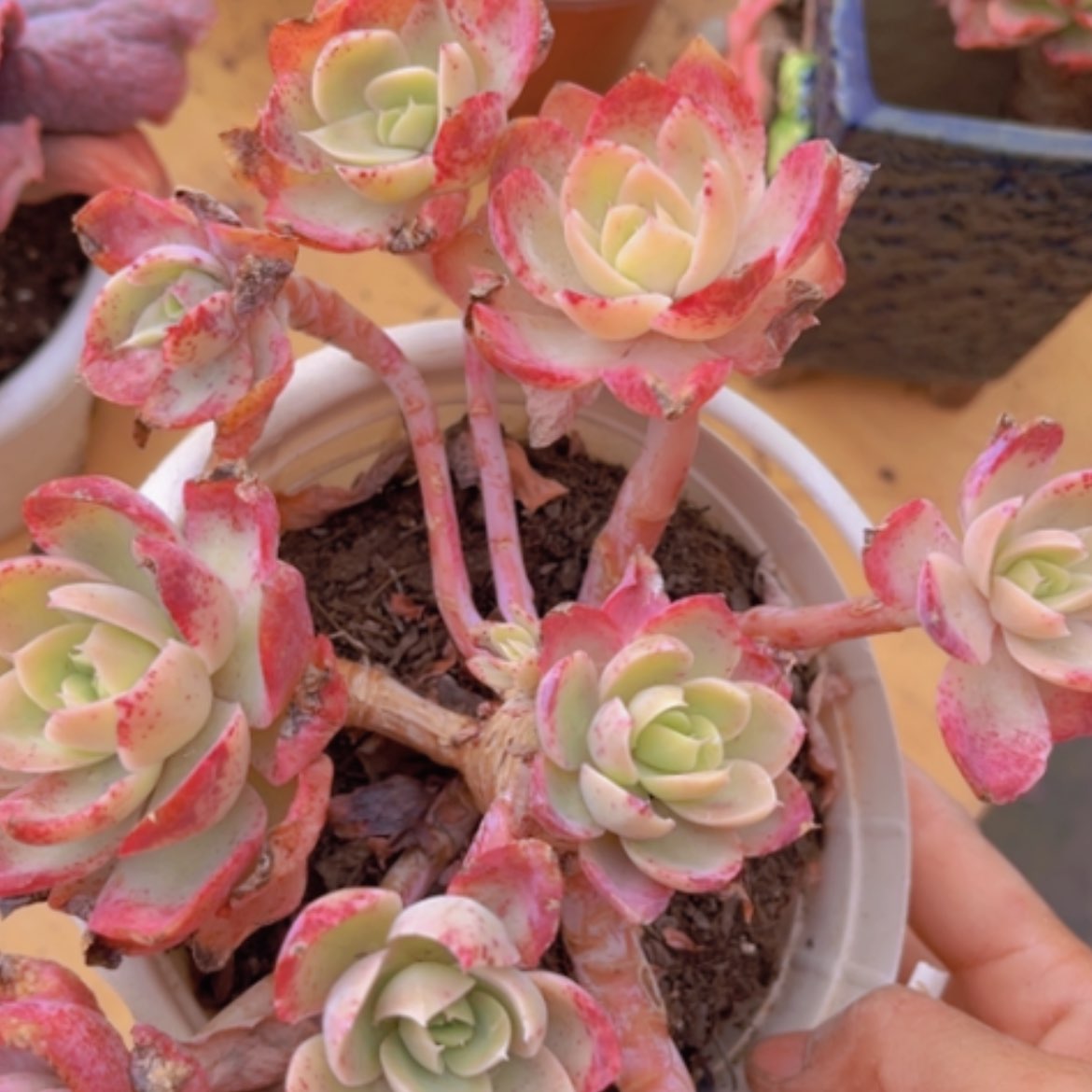 【闪购商品】丝绸多肉16195