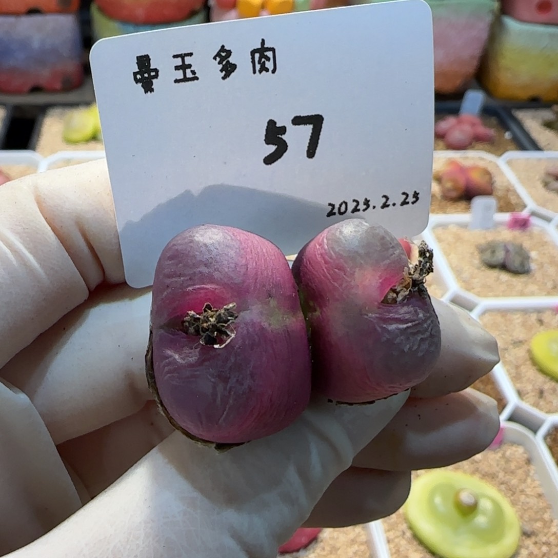 多肉多肉多肉2.25-057