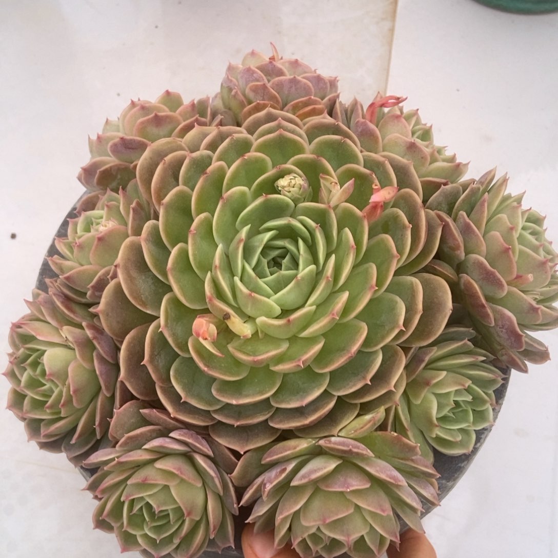 昂斯洛多肉多肉多肉多