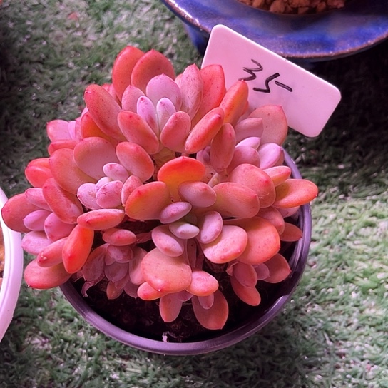 我是第一百个为妖刀应援的