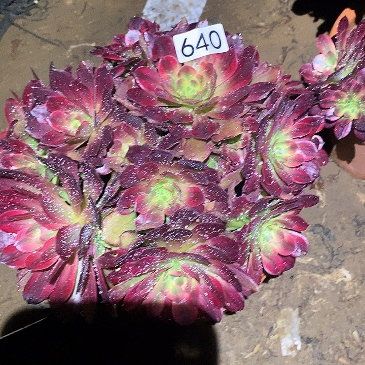 多肉植物法师648安娜