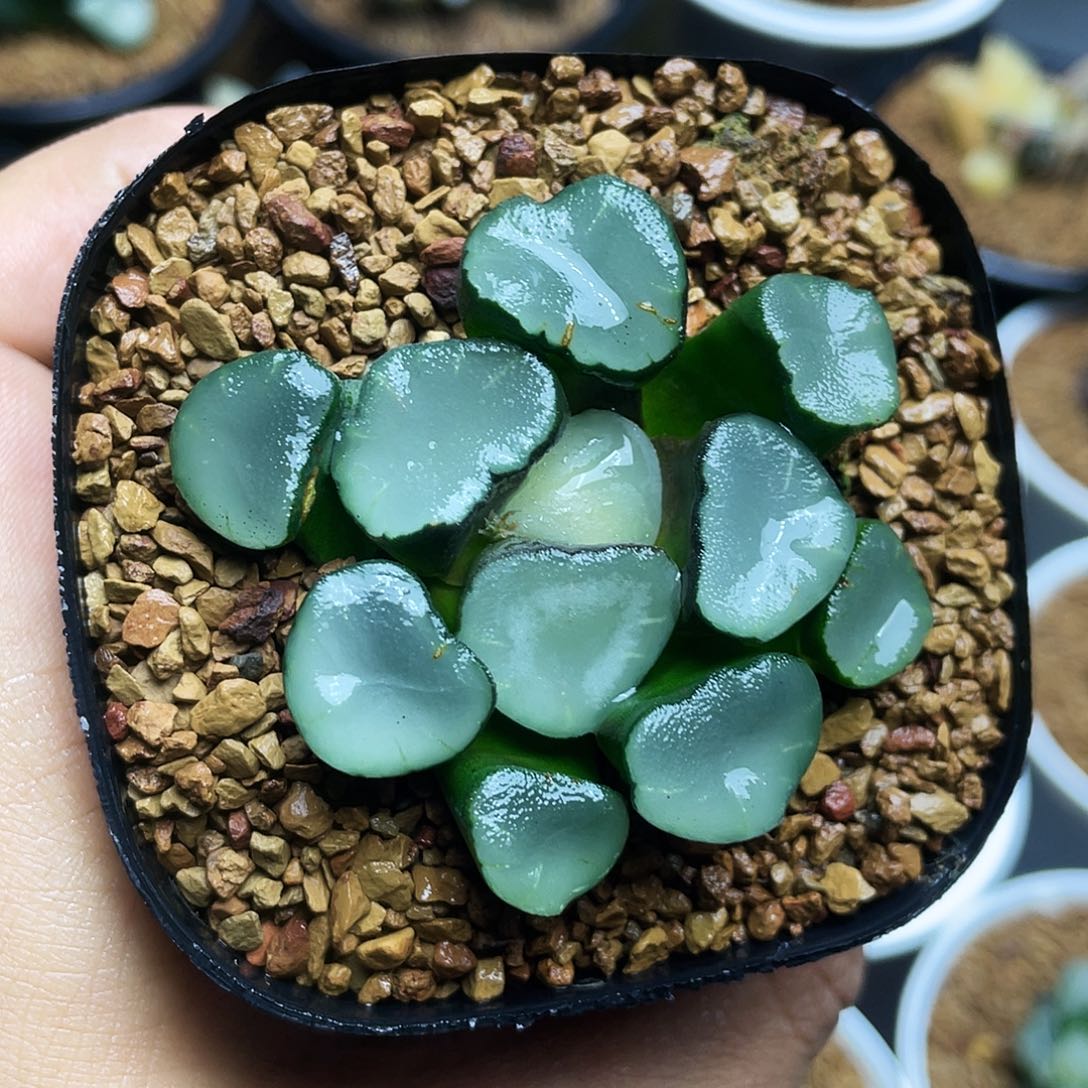 空门万象十二卷多肉