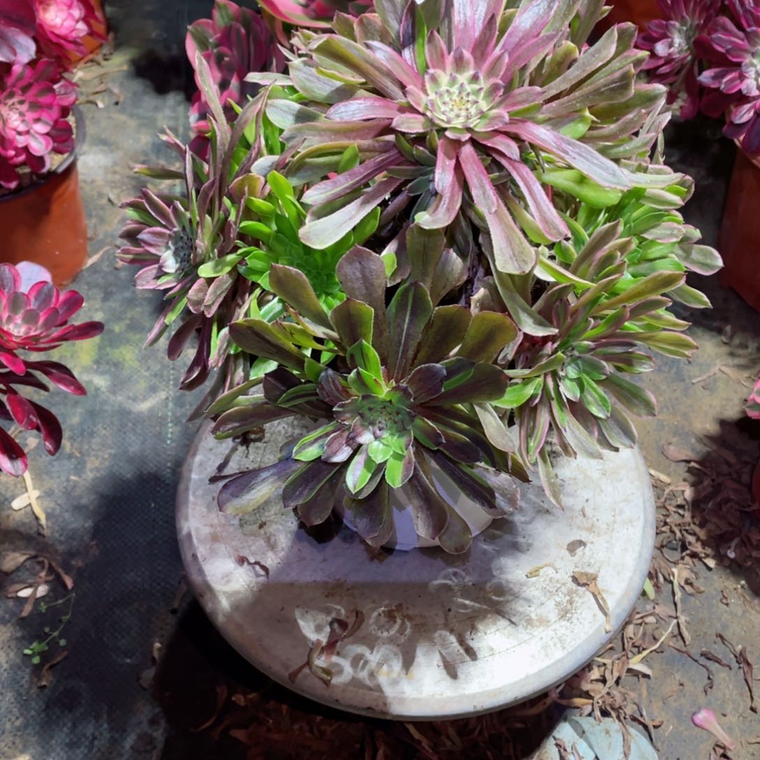 多肉植物粉黛275