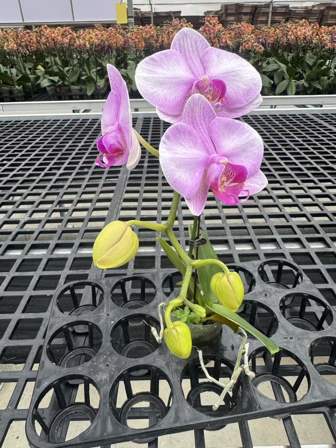 蝴蝶兰【月亮公主单】鲜花盆栽室内观赏花花佛山基地直发好养易活