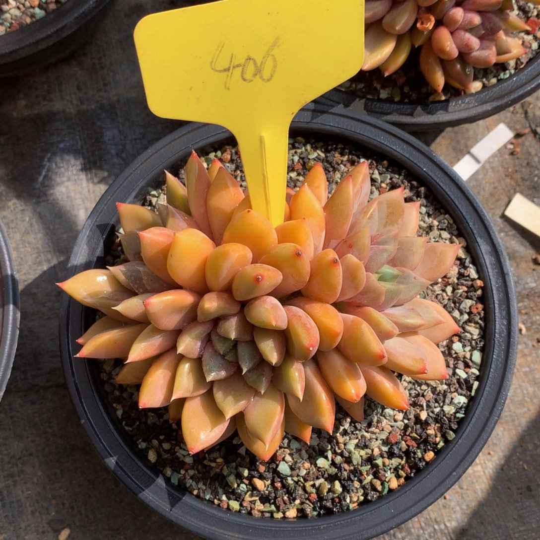 红象牙6262626272727