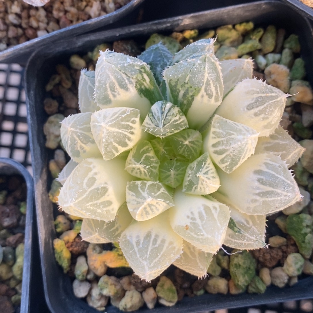 一颗实生大叶楼兰锦 特价