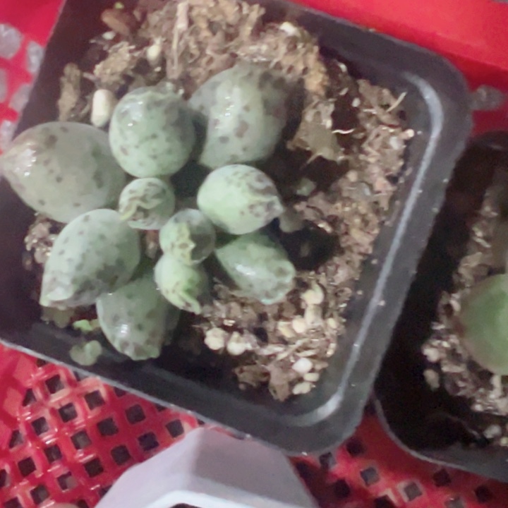 一****）海豹精品多肉植物