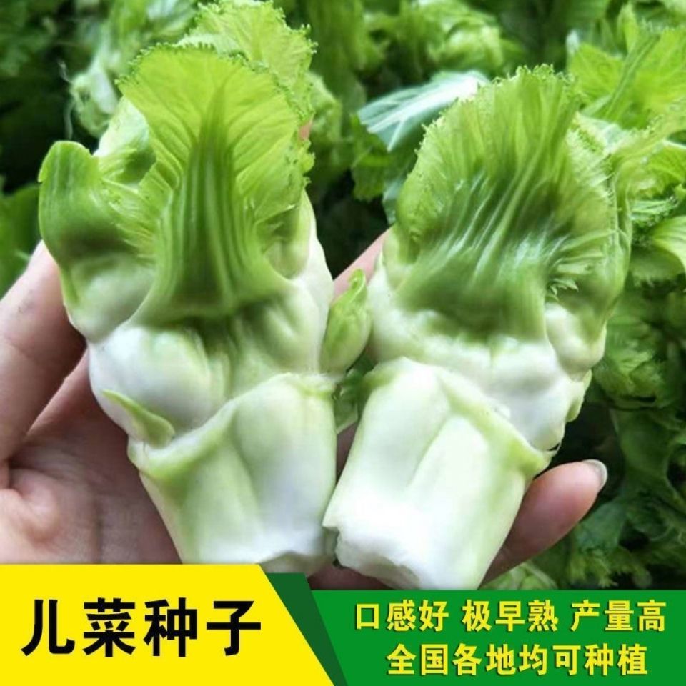 【全店拼满5包包邮】脆嫩儿菜种子早熟抱子芥娃娃菜脆嫩胖儿子种子
