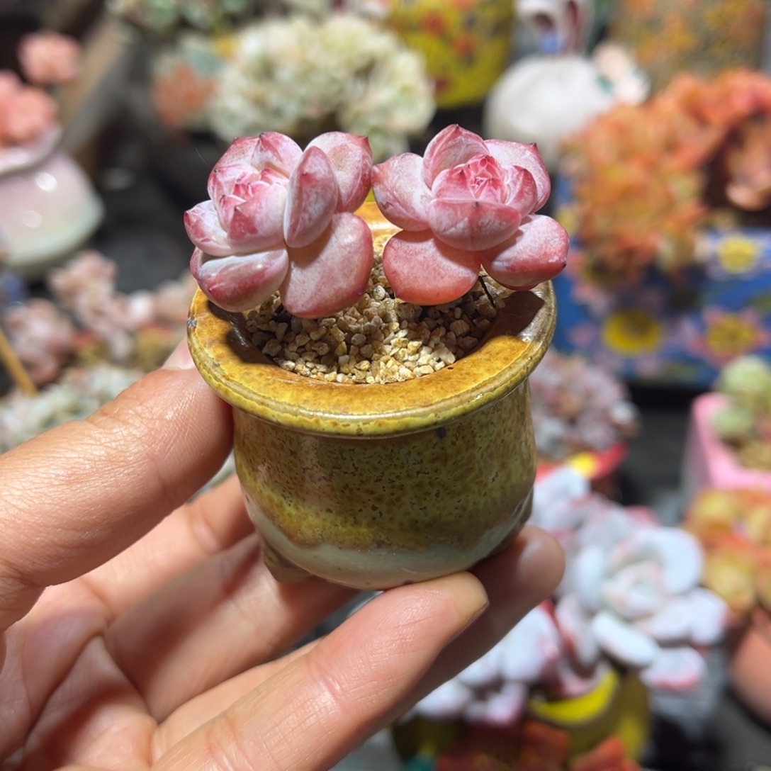 星影老桩带盆自然群