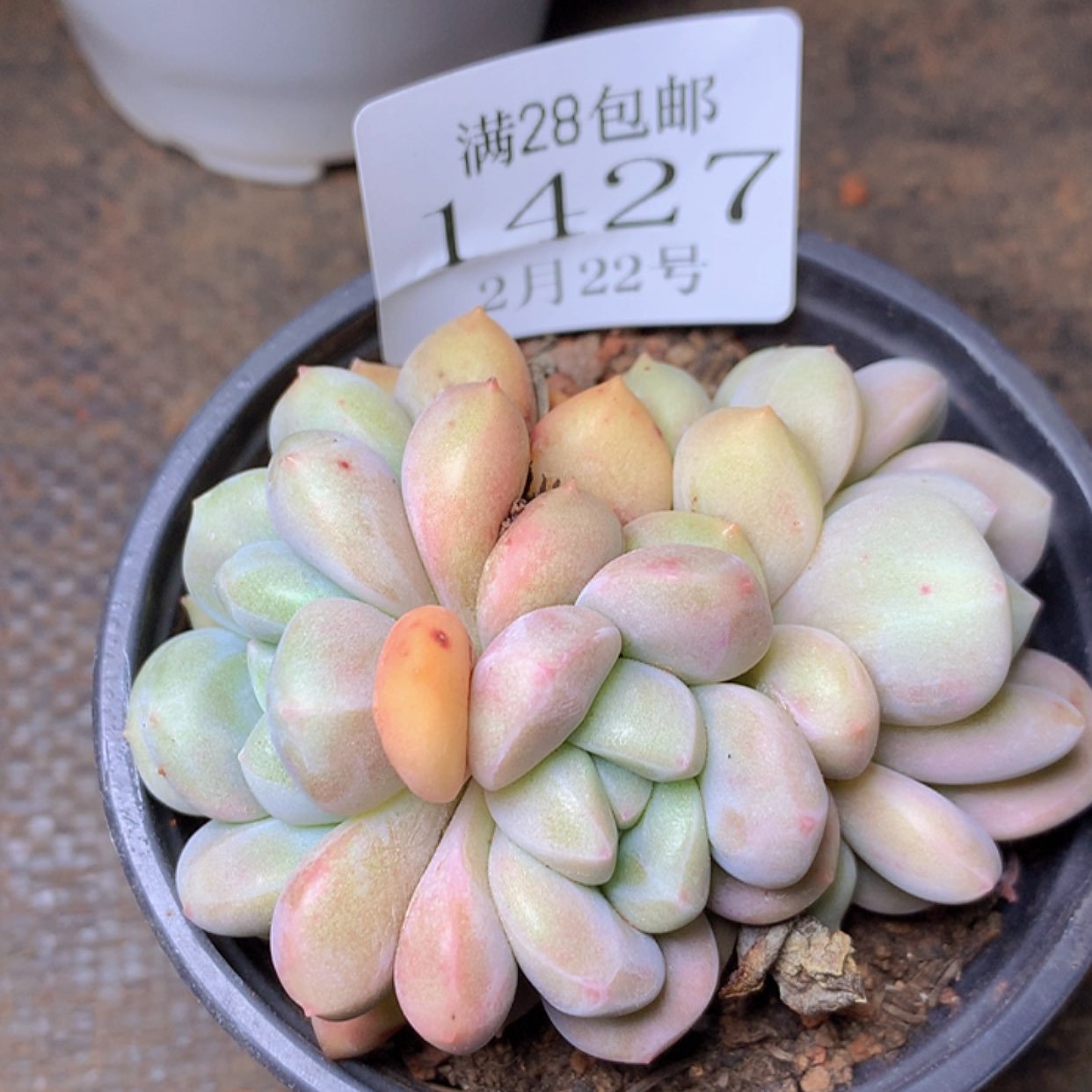 【闪购商品】云1427