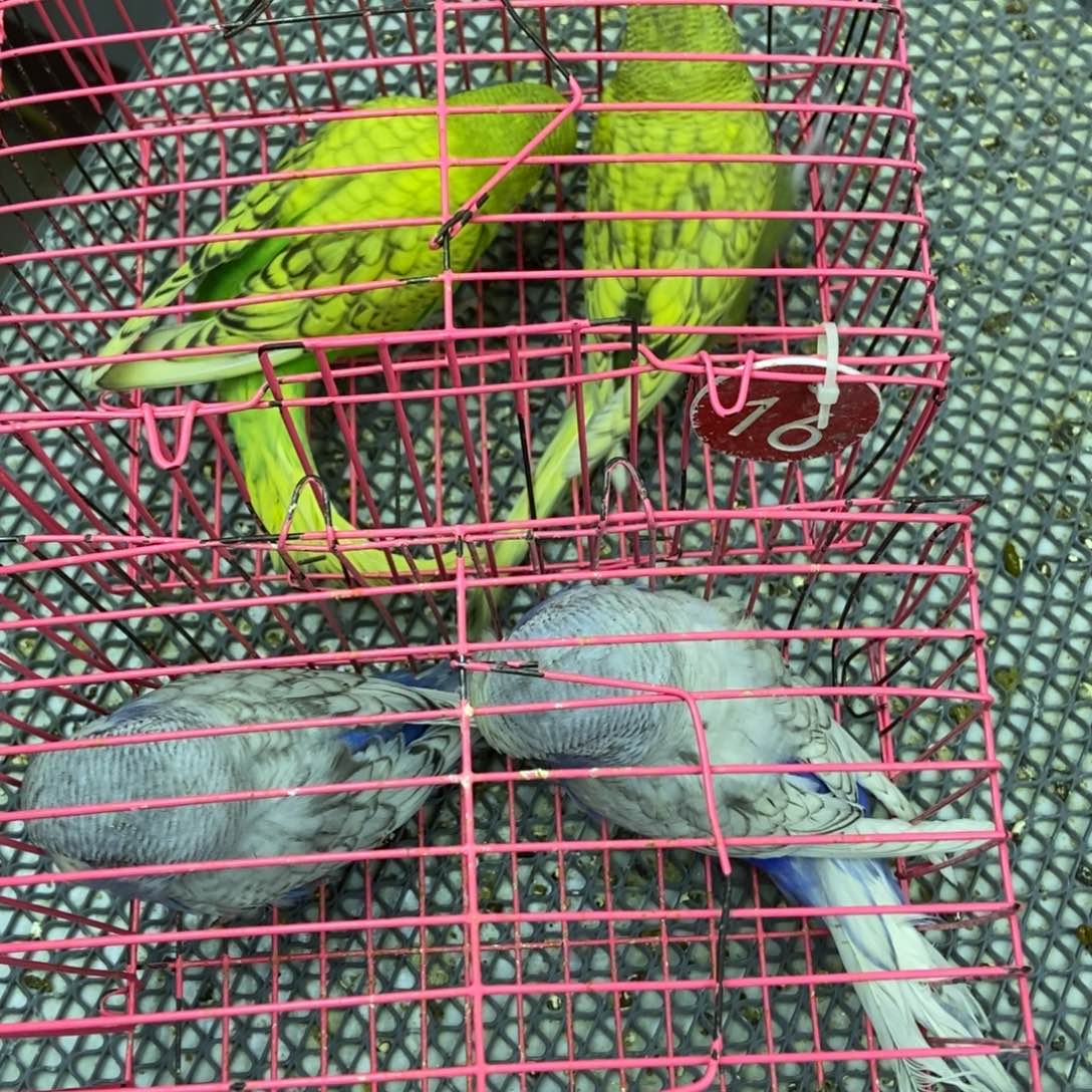 卿***西虎皮鹦鹉虎皮鹦鹉