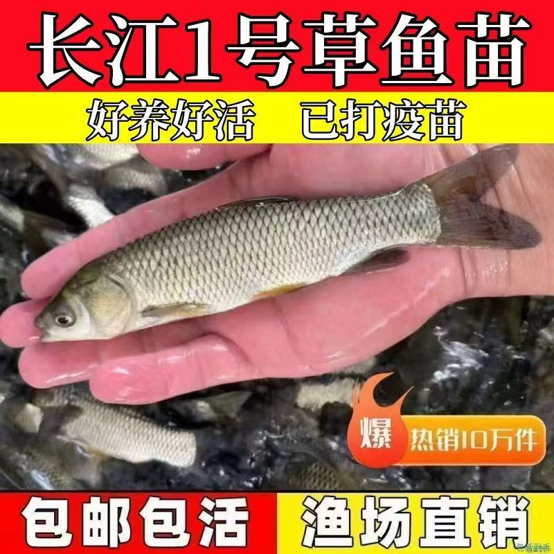 草鱼草混子淡水鲩鱼四大家鱼淡水水族活体