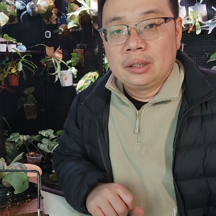 恩***恩金童上桐木板11111