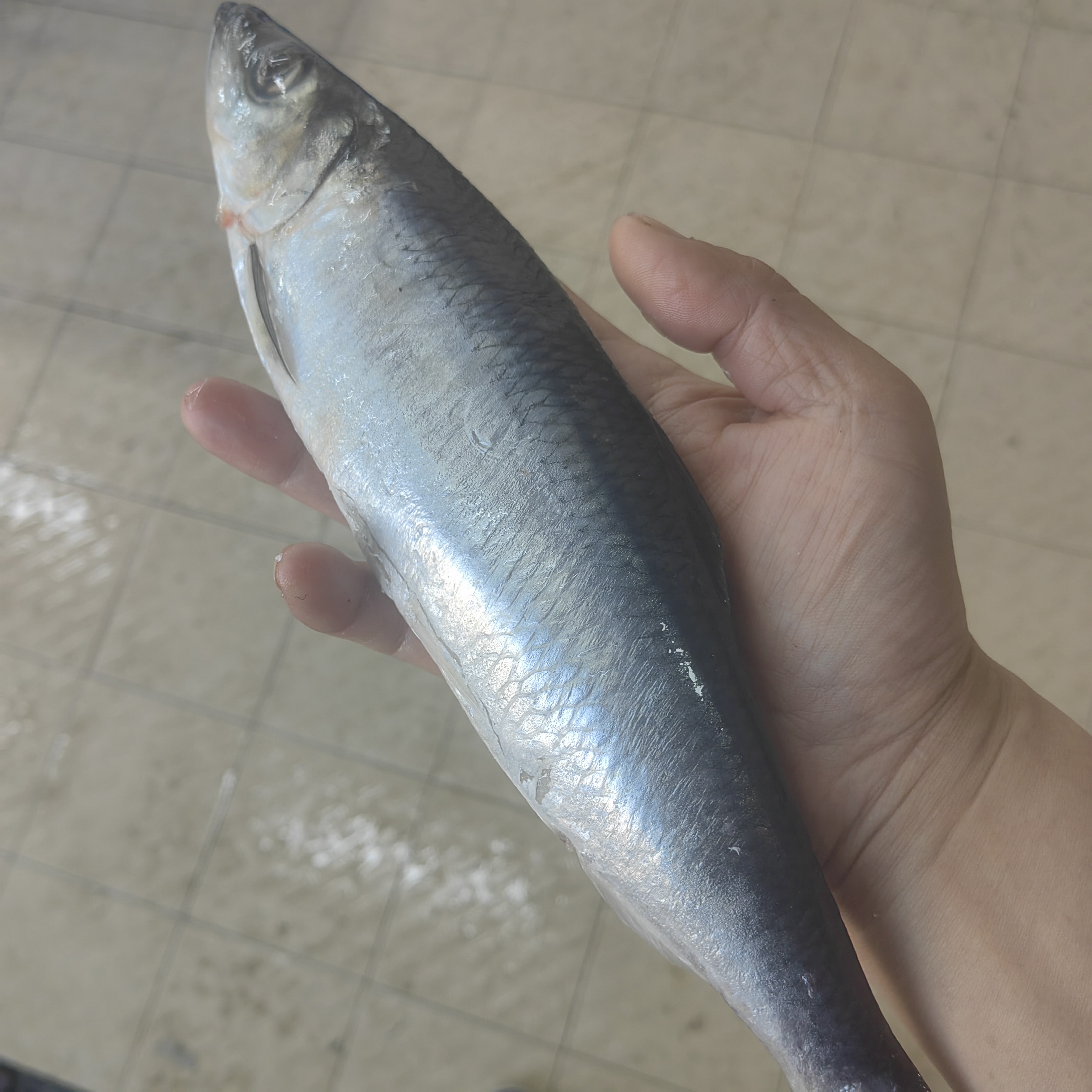 大连野生青鱼东北沙丁鱼公母混发