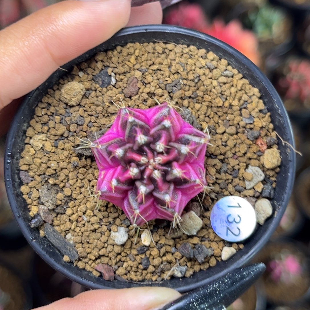 132 侧牙米哈锦 带盆土发货