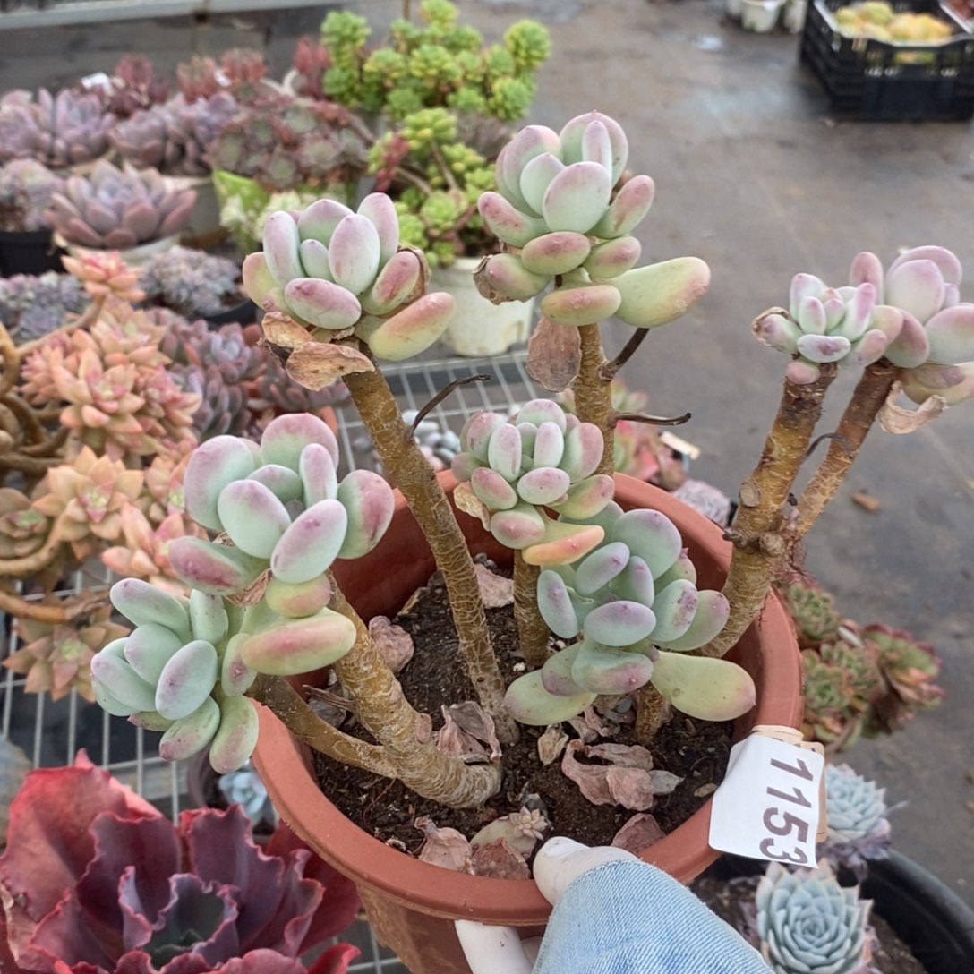 1153三日月美人一物一拍