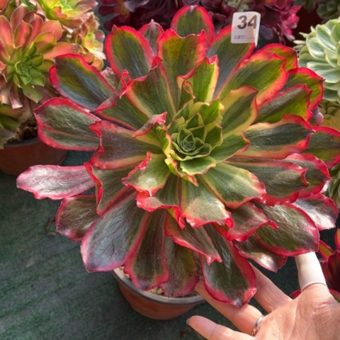 346魅影手捧多肉，