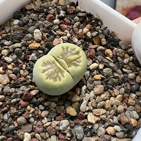 3095，绿菊菊花纹带盆土发货