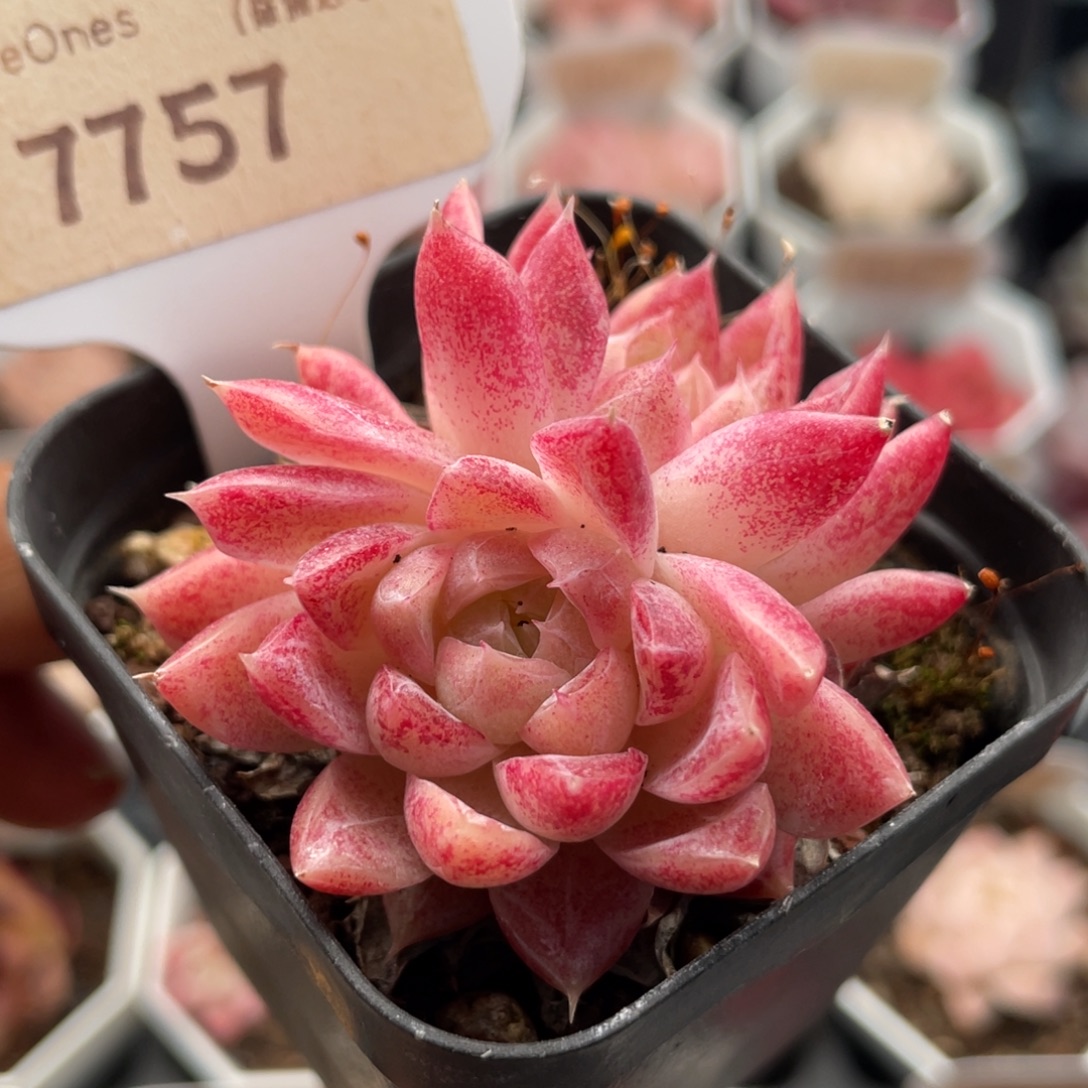 胭脂扣7757-5.5厘米