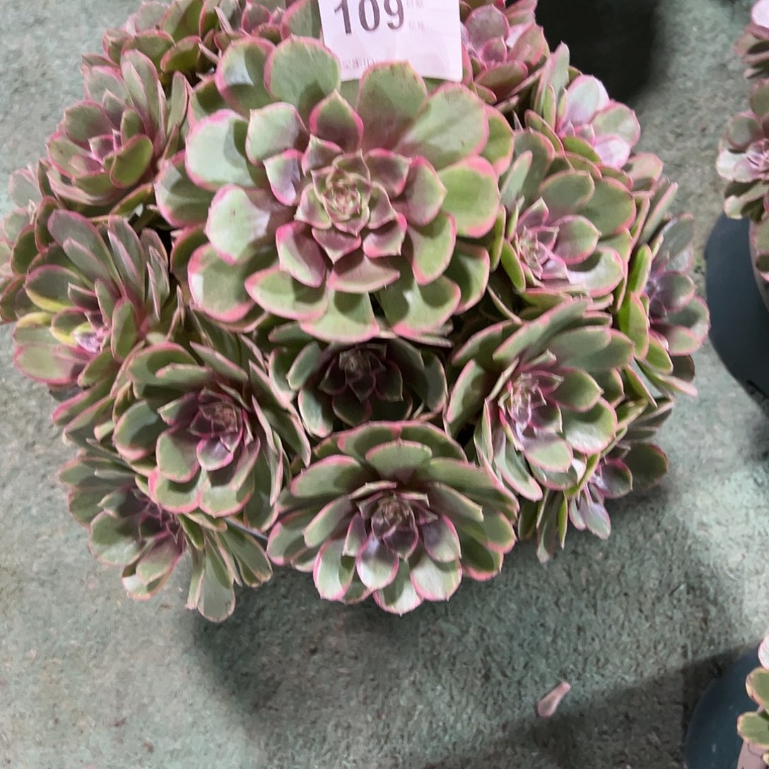 109粉花妖多肉法师植物