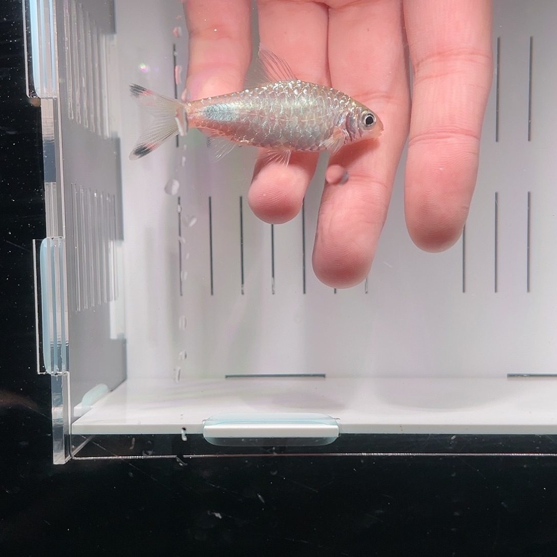 海水鱼红杂蓝6-8cm公