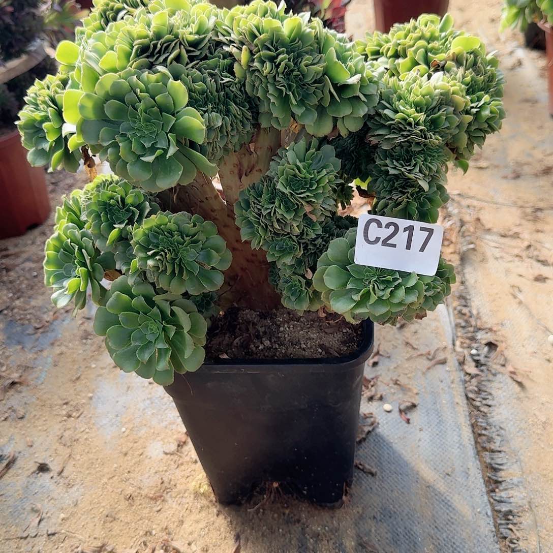 217绿缀有伤一颗呀呀