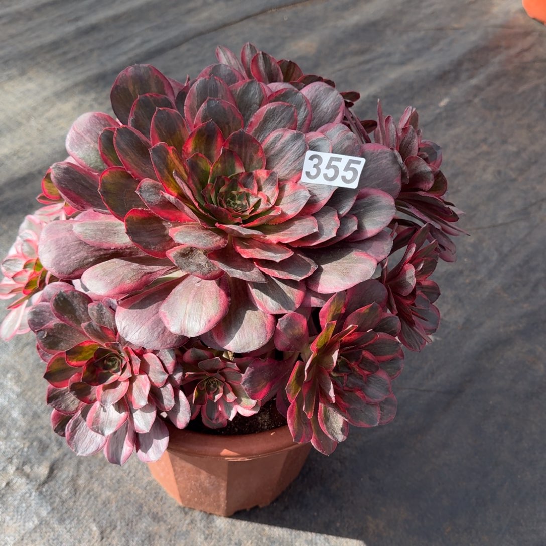 355多肉植物魅金玫瑰锦