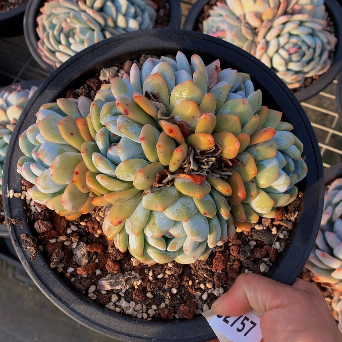 32757嗯嗯嗯我也会想起