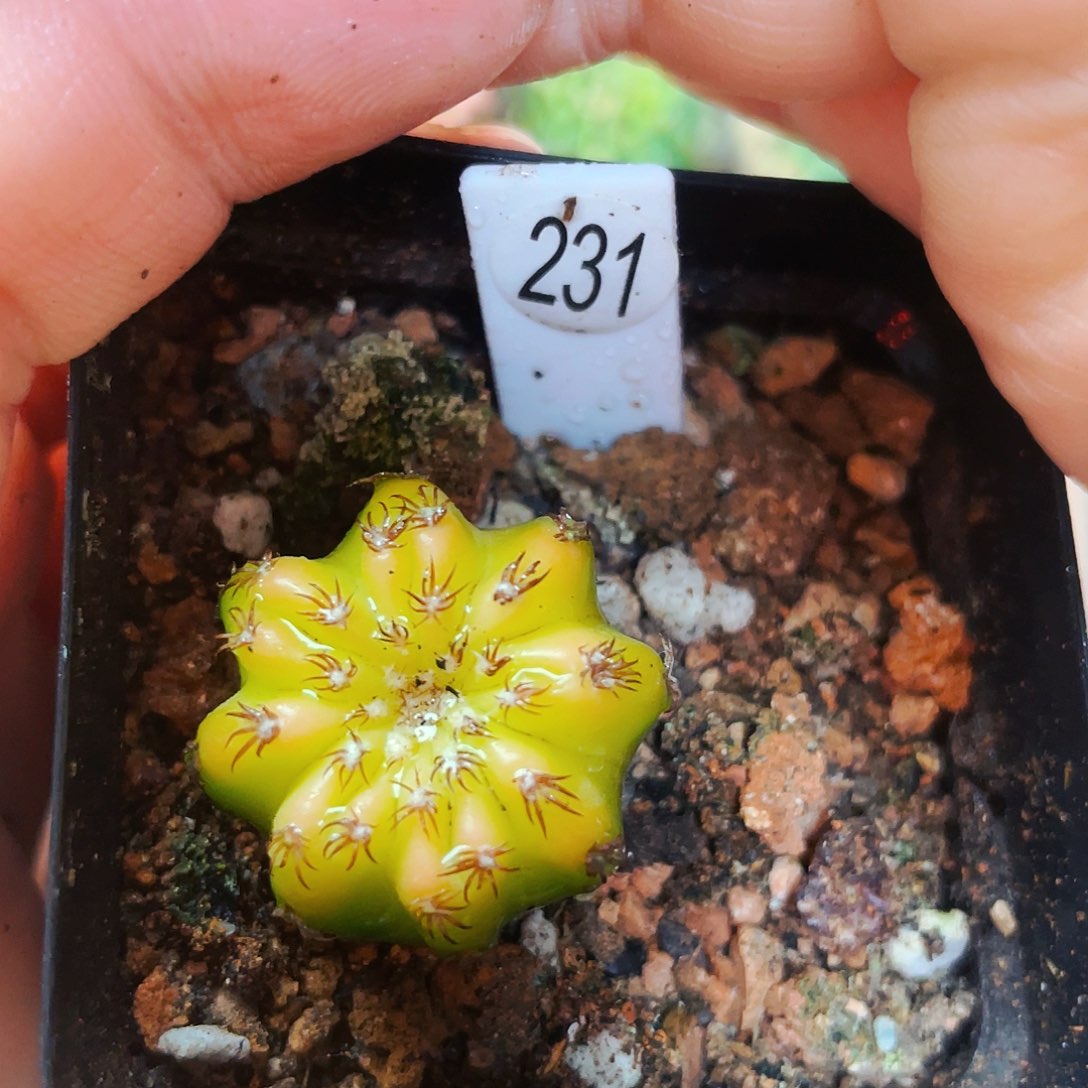 非偏远地区满25包邮仙人球2.2cm