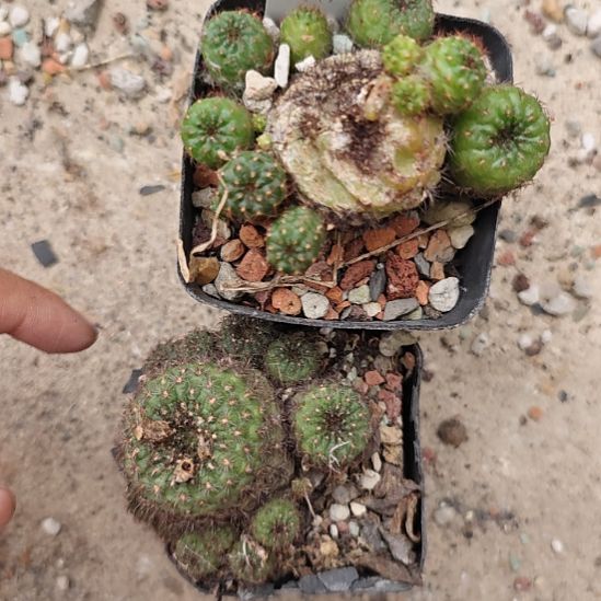 两颗不一样品种的士童，实生播种带大