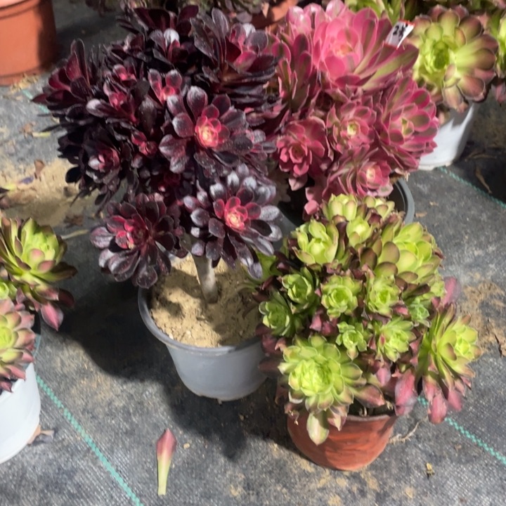 2号三颗老桩组合法师