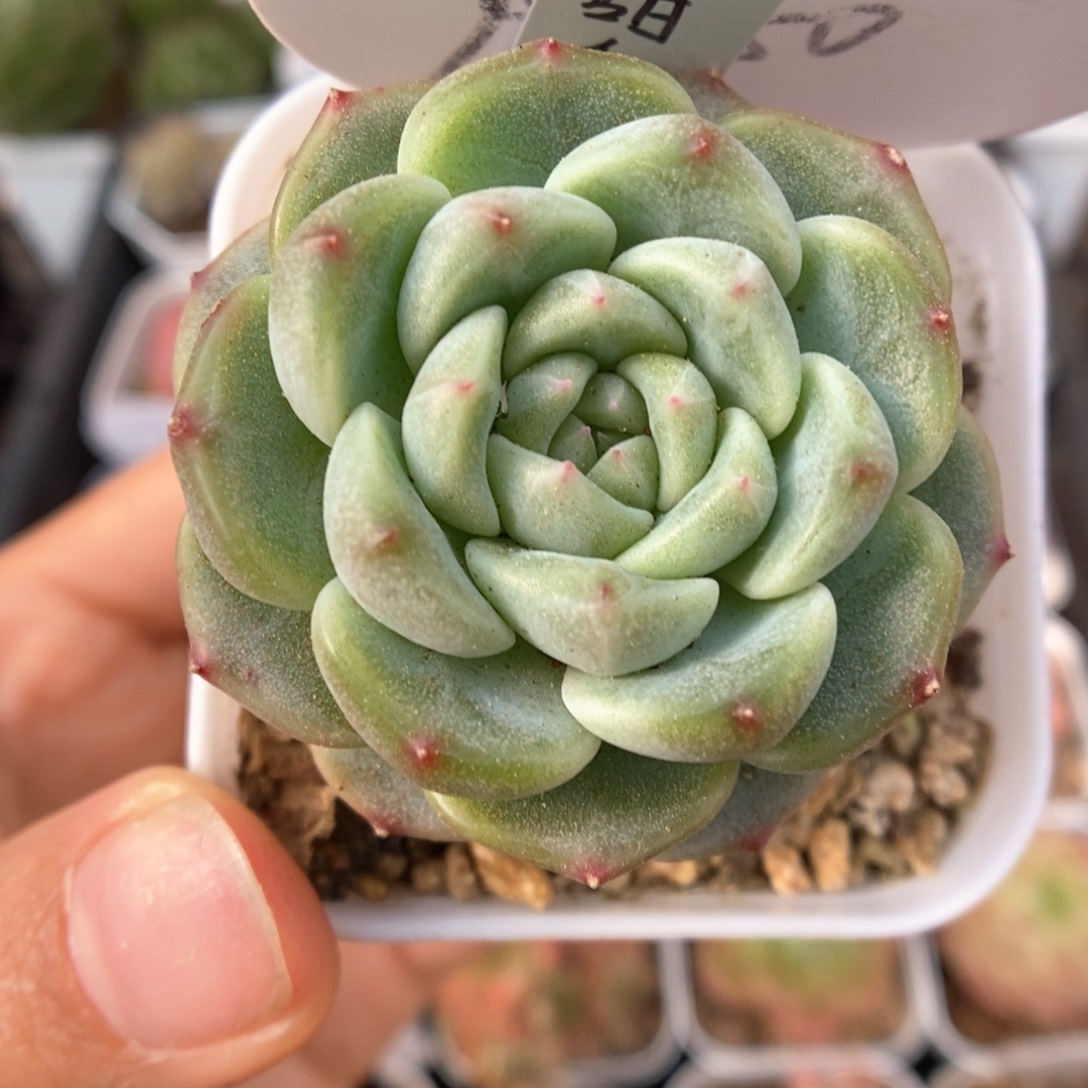 甜秃甜心可拍9880号